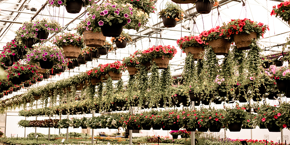 Greenhouse Hanging baskets